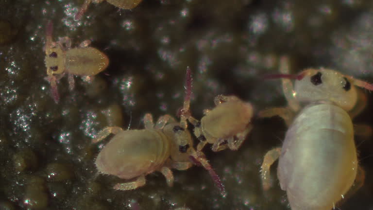 Springtail 4k 89 Springtail Stock Videos, Footage, & 4K Video Clips - Getty Images
