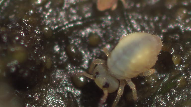 Springtail 4k 89 Springtail Stock Videos, Footage, & 4K Video Clips - Getty Images