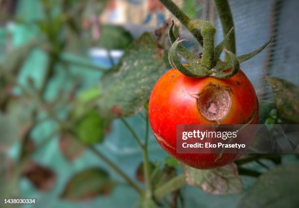 Angry Tomato Photos and Premium High Res Pictures - Getty Images