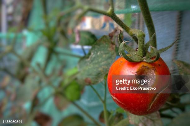 rotting red tomatoes on the tree - pest foto e immagini stock