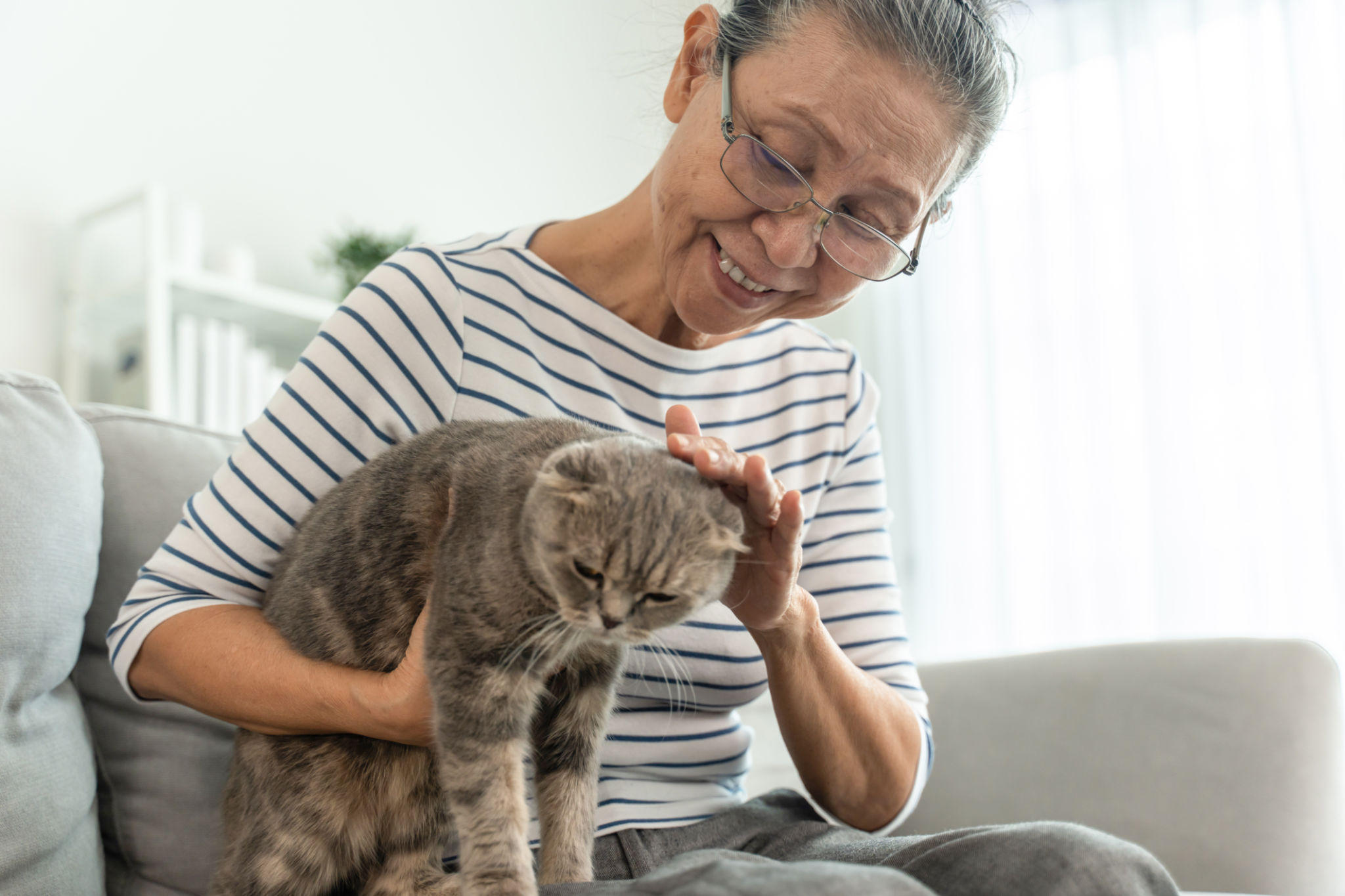 elderly cat grooming