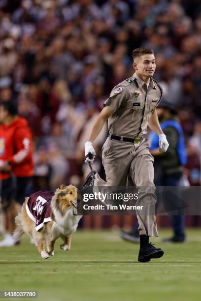 Texas A&M Aggies mascot Reveille takes the field before the game against the Mississippi Rebels at Kyle Field on October 29, 2022 in College Station,...