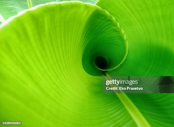 close up banana leaf circle pattern - leaves spiral stock pictures, royalty-free photos & images