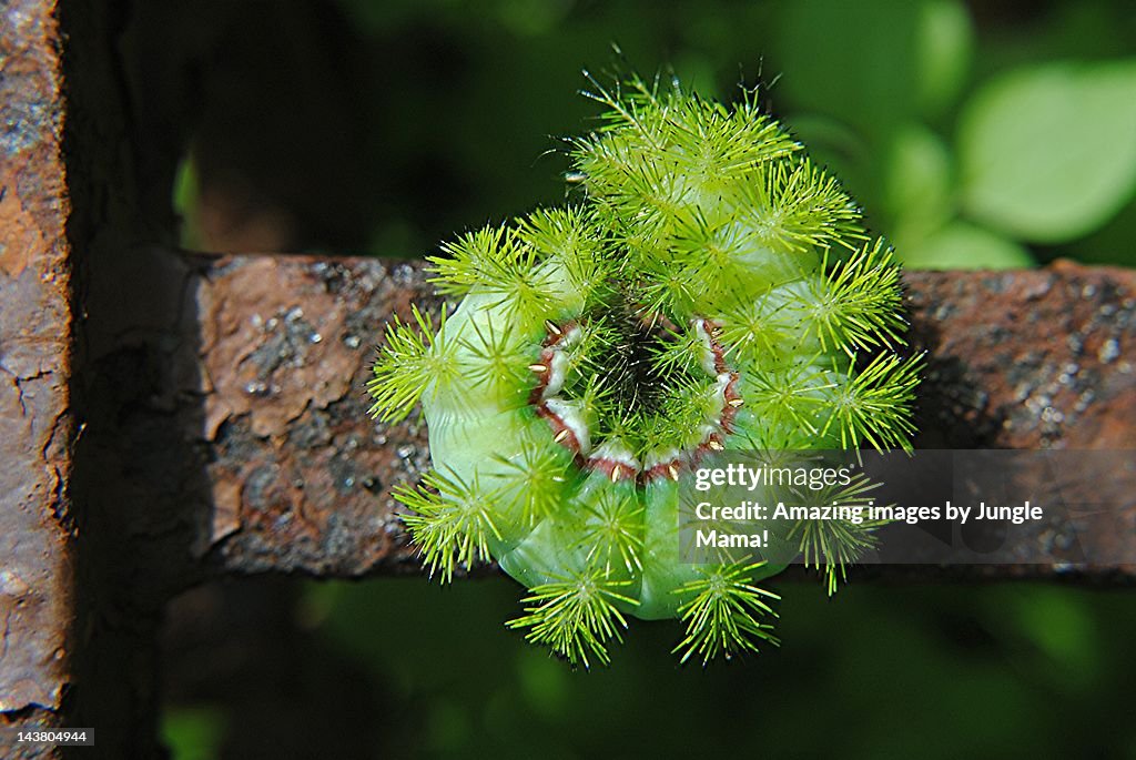 Io moth caterpillar on rusty iron fence