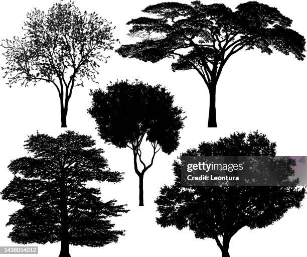 highly detailed tree silhouettes - tree vector silhouette stock illustrations