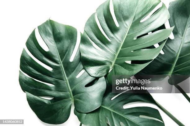 tropical monstera leaves on white background. tropical evergreen plant. - evergreen plant foto e immagini stock