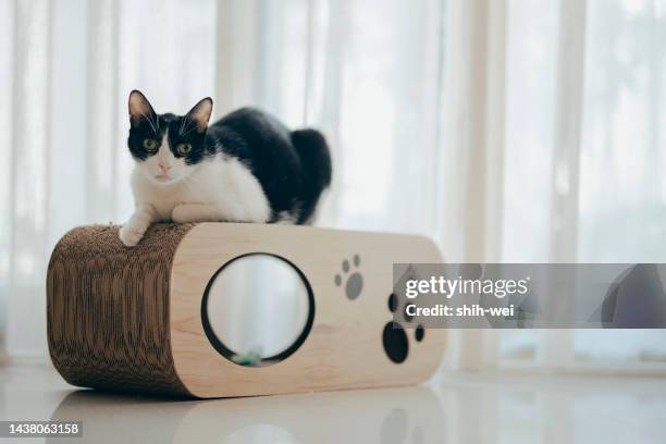 cat on scratching board for cats made out of cardboard paper - scratchboard stock pictures, royalty-free photos & images