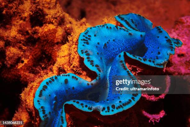 riesenmuschel - tridacna maxima unterwasser-meer leben korallenriff unterwasser foto scuba diver point of view rotes meer - korallen stock-fotos und bilder