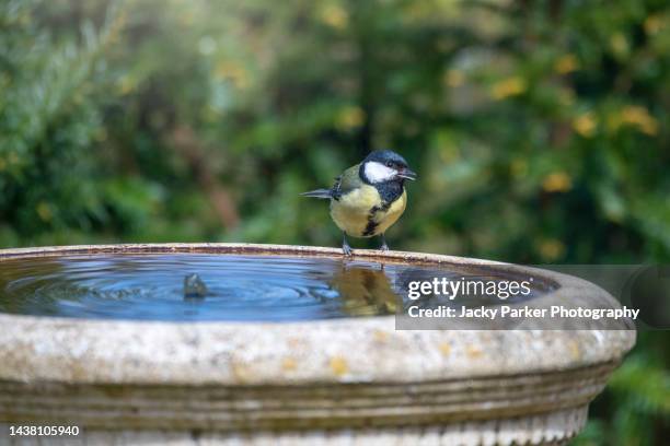 close-up image of a single great tit (parus major) garden bird perched on a concrete bird bath - bluetit stock pictures, royalty-free photos & images