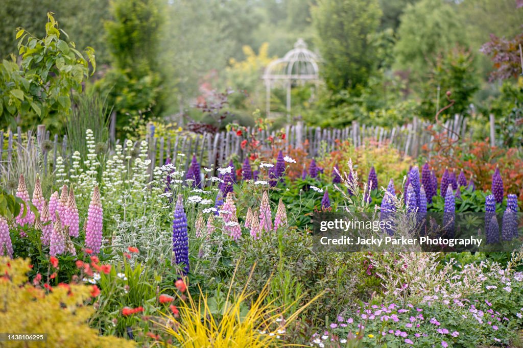 Beautiful Lupin flowers in a herbaceous spring border with rustic fence a Pergola