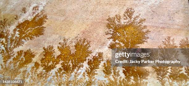 close-up abstract pattern in a fossil mint indian sandstone paving slab used for patios - buff stock pictures, royalty-free photos & images