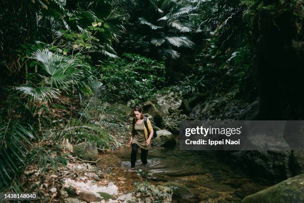 woman hiking in lush green rainforest - yonaguni island stock pictures, royalty-free photos & images