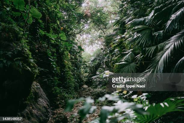 lush tropical rainforest with ravine, yaeyama islands, okinawa, japan - subtropical climate stock-fotos und bilder