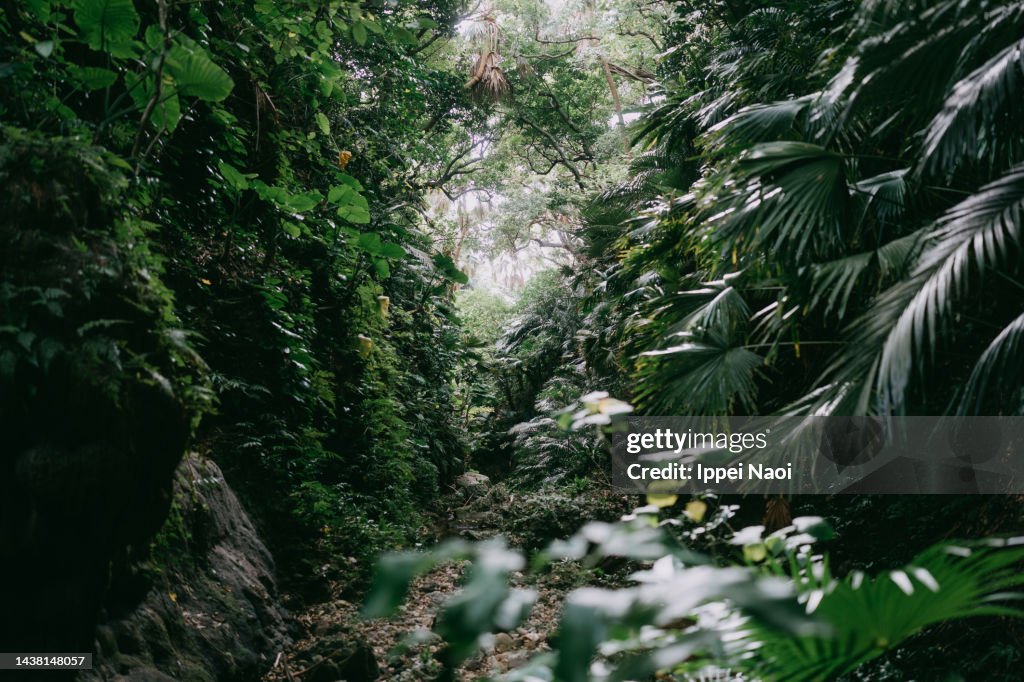 Lush tropical rainforest with ravine, Yaeyama Islands, Okinawa, Japan