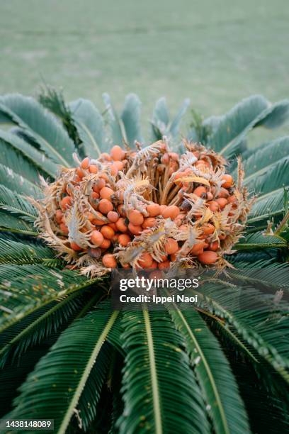 sago palm fruits - cycad stock pictures, royalty-free photos & images