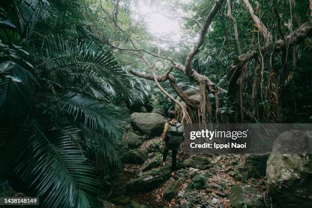 woman hiking in jungle - dschungel stock-fotos und bilder
