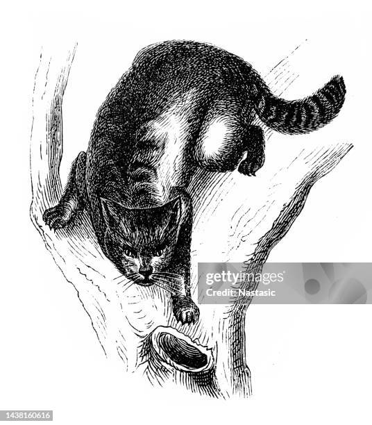 wildcat - bobcat stock illustrations