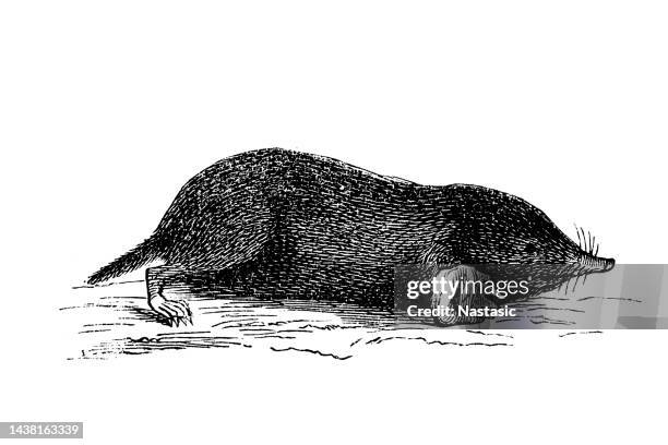 europäischer maulwurf (talpa europaea) - maulwurf stock-grafiken, -clipart, -cartoons und -symbole