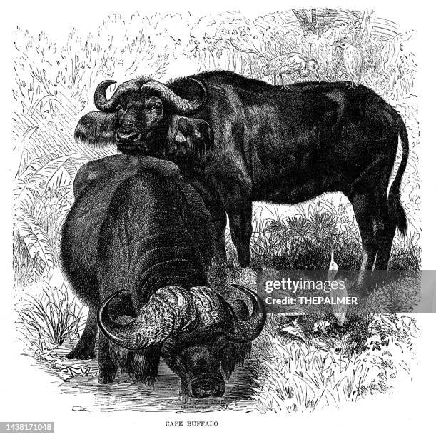cape buffalo drinking water 1896 - cape buffalo stock illustrations
