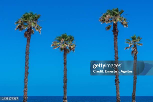 four palm trees (washingtonia spp.) against a blue sky, with sea at the bottom - fan palm tree stock pictures, royalty-free photos & images