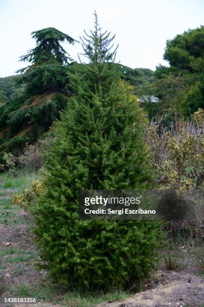syrian juniper, juniperus drupacea - juniper tree stock pictures, royalty-free photos & images