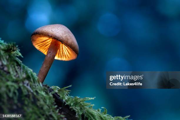 mushroom lamp - toadstool stock pictures, royalty-free photos & images