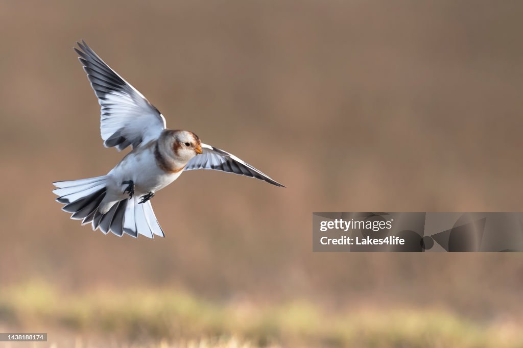 Snow bunting