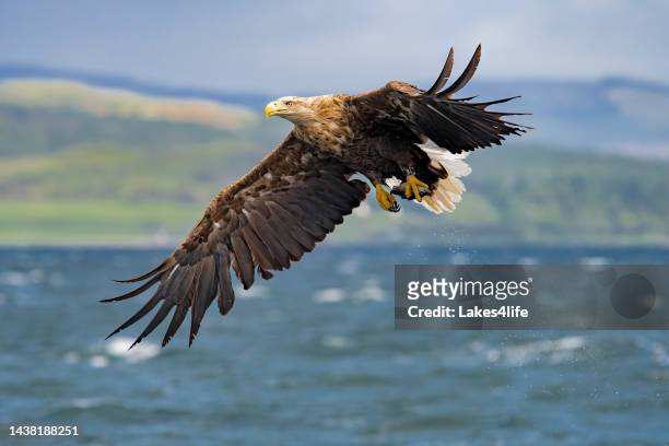 white tailed eagle - schotland stockfoto's en -beelden