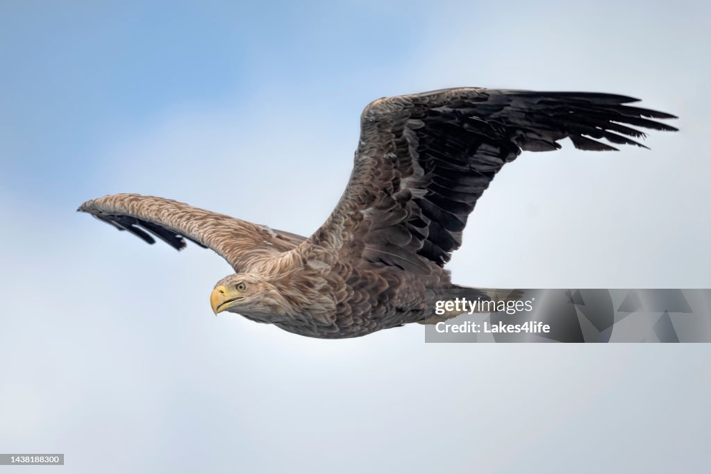 Lierten Seeadler