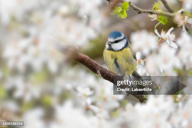 blue tit - bluetit stock pictures, royalty-free photos & images