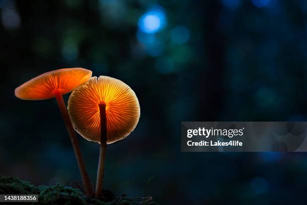 mushroom lights - glowworm stock pictures, royalty-free photos & images