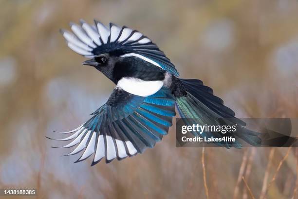 magpie in flight - ekster stockfoto's en -beelden