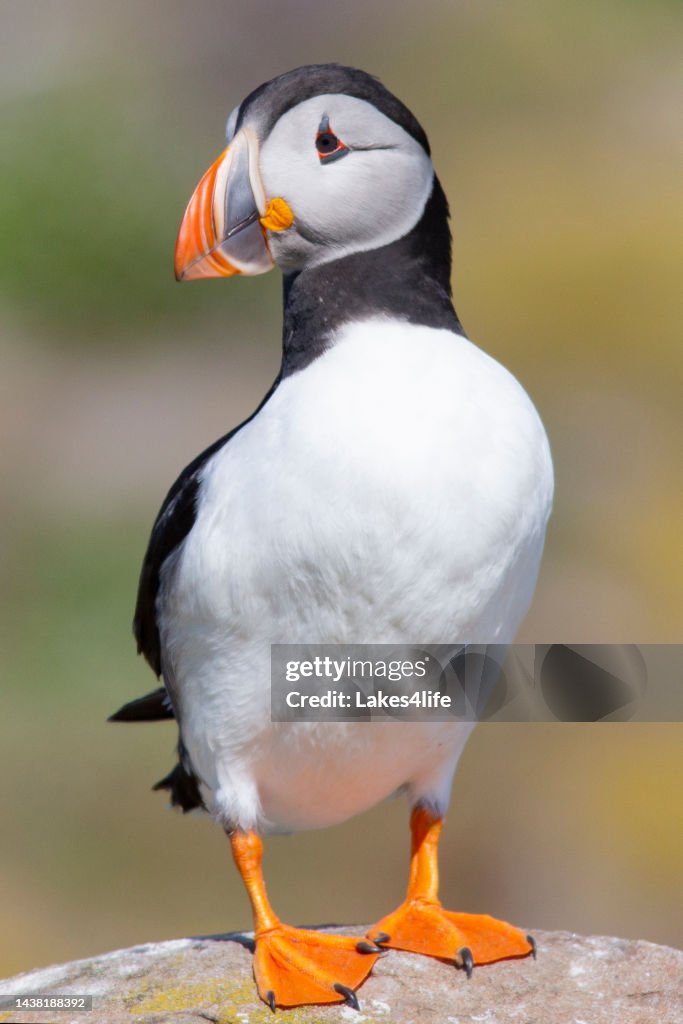Cute puffin