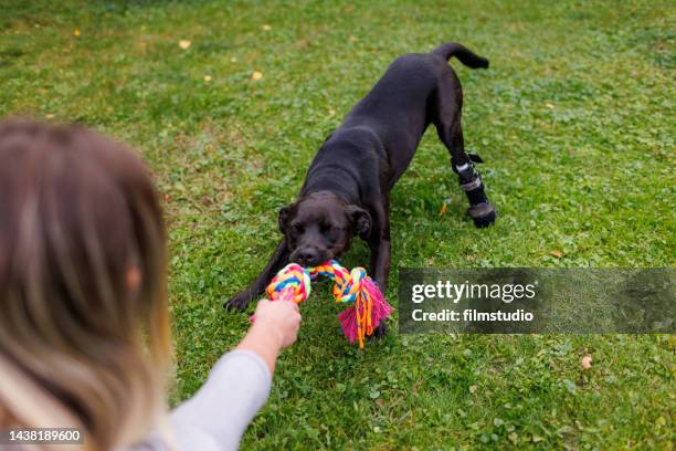 cute dog with tarsus orthosis and his owner are playing in the backyard - dogs tug of war stock pictures, royalty-free photos & images