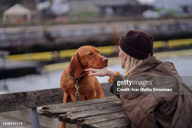 woman bonding with dog - vizsla stock pictures, royalty-free photos & images