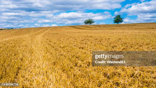 harvested stubble field in summer - field stubble stock pictures, royalty-free photos & images