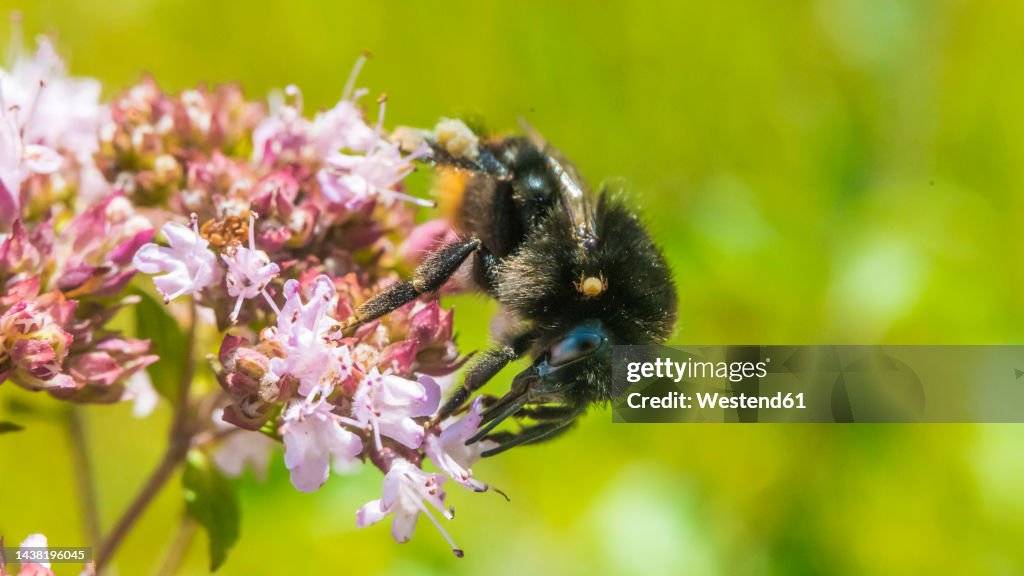 Bumblebee feeding on blooming flower