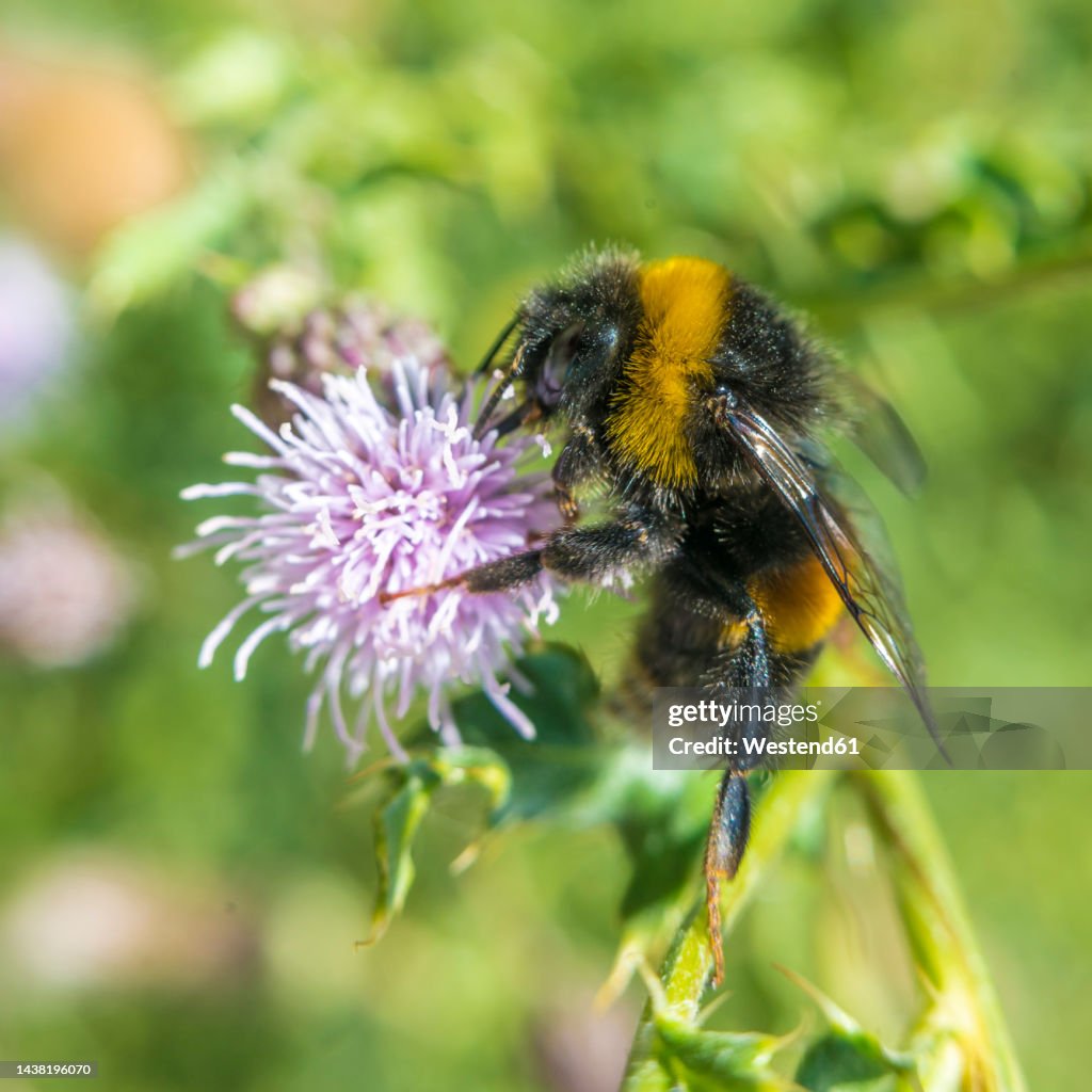 Bumblebee feeding on blooming flower