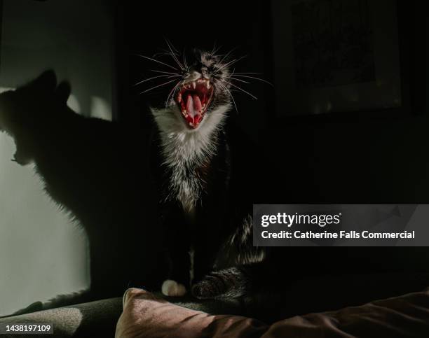 portrait of a young black cat yawning - 猫 影 ストックフォトと画像