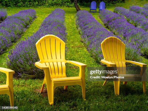 2022 07 03 lavender farm - corbett 006 - adirondack chair stock pictures, royalty-free photos & images