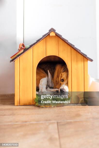 dog in small kennel at home - kennel stock pictures, royalty-free photos & images