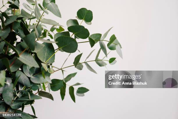 eucalyptus green leaves against white background - eucalyptus grandis photos et images de collection
