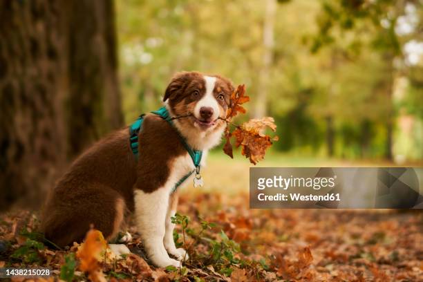 puppy carrying dry twig in mouth - carrying in mouth ストックフォトと画像