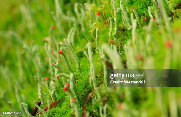 stems of green lichen (cladonia floerkeana) - cladonia stock pictures, royalty-free photos & images