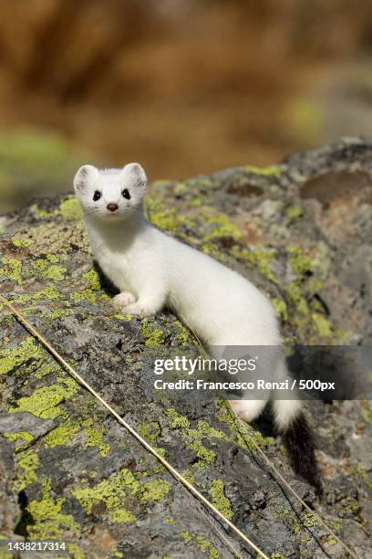 portrait of cat on rock - ermine stock pictures, royalty-free photos & images