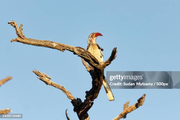 low angle view of hornbill perching on bare tree against clear blue sky,kakoaka,botswana - african grey hornbill stock pictures, royalty-free photos & images