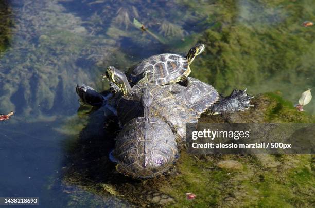 high angle view of crocodile swimming in lake,italy - florida red belly turtle stock pictures, royalty-free photos & images