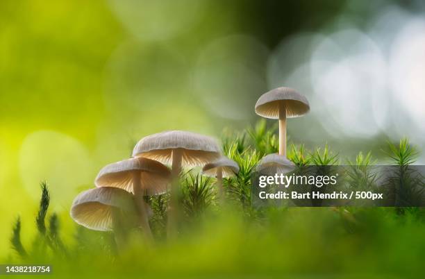 close-up of mushrooms growing on field,goois natuurreservaat crailo,huizen,netherlands - natuurreservaat fotografías e imágenes de stock