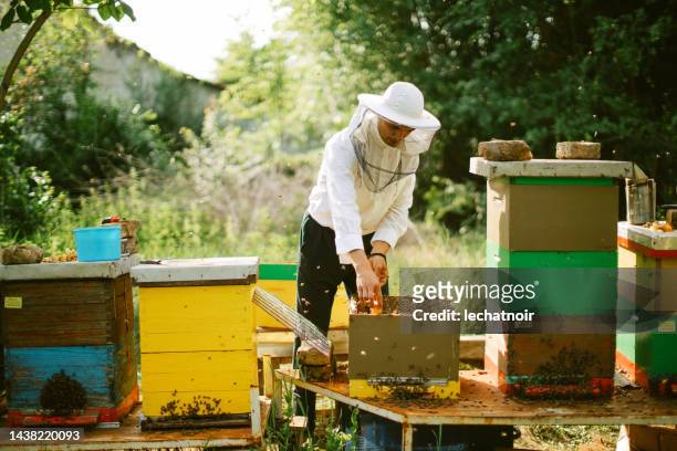 beekeeper holding beeswax in wooden frame - queen bee stock pictures, royalty-free photos & images