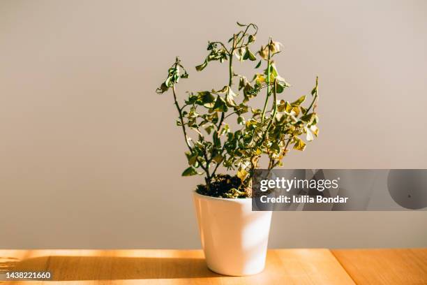 dried rose plant in a pot - plant in pot stock pictures, royalty-free photos & images